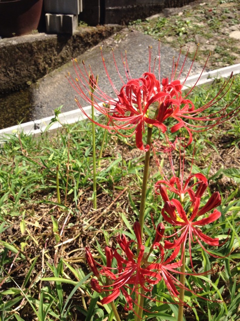 f:id:sprighascome:20140913202244j:plain f:id:sprighascome:20140913202244j:plain