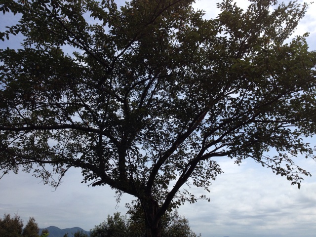 f:id:sprighascome:20140915183112j:plain f:id:sprighascome:20140915183112j:plain
