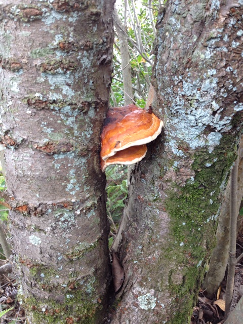 f:id:sprighascome:20140915192120j:plain f:id:sprighascome:20140915192120j:plain