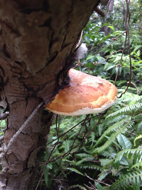 f:id:sprighascome:20140915192220j:plain f:id:sprighascome:20140915192220j:plain