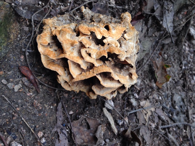 f:id:sprighascome:20140915192259j:plain f:id:sprighascome:20140915192259j:plain
