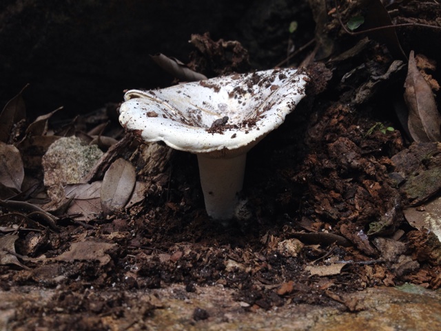 f:id:sprighascome:20140915192335j:plain f:id:sprighascome:20140915192335j:plain