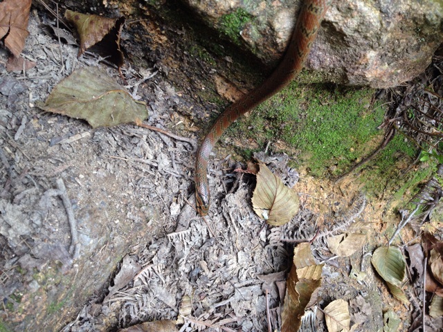 f:id:sprighascome:20140915192417j:plain f:id:sprighascome:20140915192417j:plain