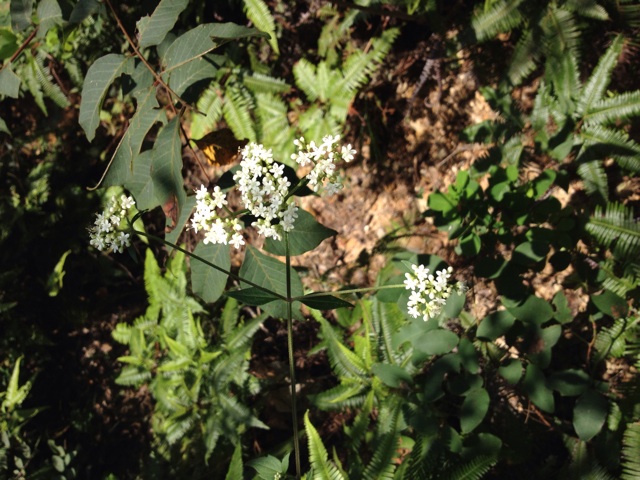 f:id:sprighascome:20140915194344j:plain f:id:sprighascome:20140915194344j:plain