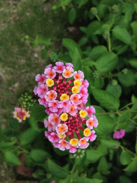 f:id:sprighascome:20140921170334j:plain f:id:sprighascome:20140921170334j:plain