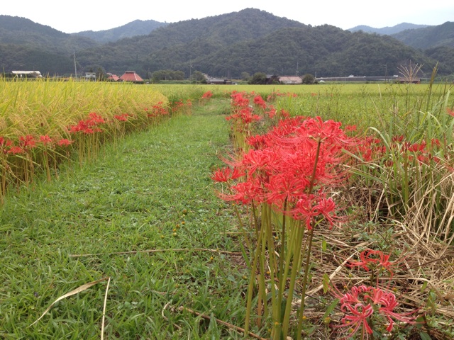 f:id:sprighascome:20140922230822j:plain f:id:sprighascome:20140922230822j:plain