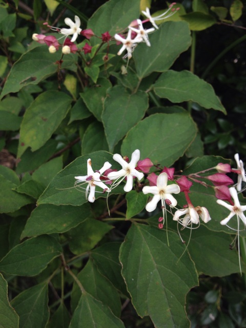 f:id:sprighascome:20140927210211j:plain f:id:sprighascome:20140927210211j:plain