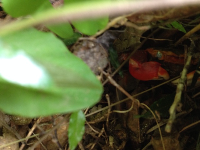 f:id:sprighascome:20140927210327j:plain f:id:sprighascome:20140927210327j:plain