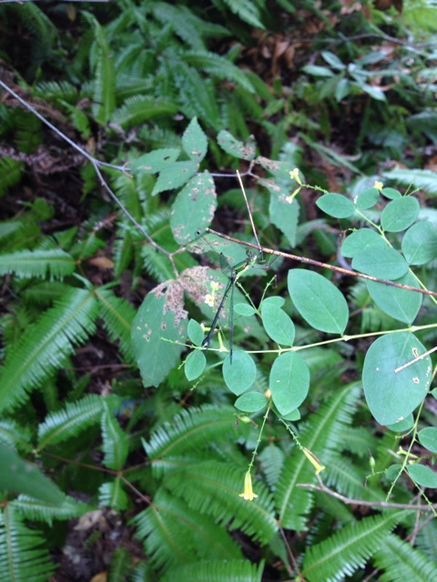 f:id:sprighascome:20140927215755j:plain f:id:sprighascome:20140927215755j:plain