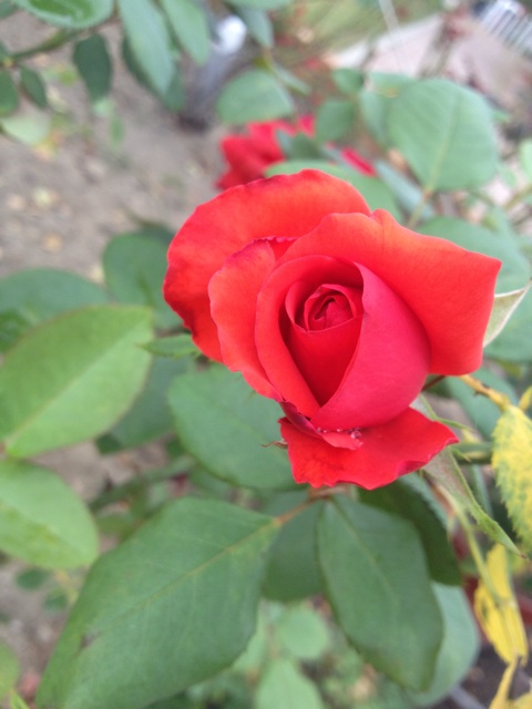 f:id:sprighascome:20141001041527j:plain f:id:sprighascome:20141001041527j:plain