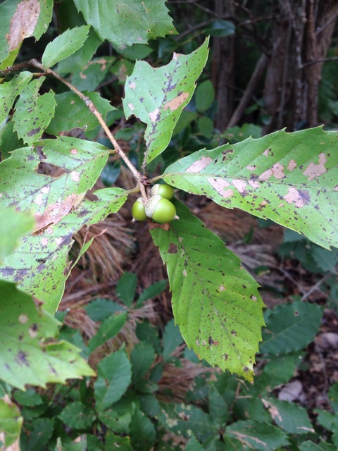 f:id:sprighascome:20141008000628j:plain f:id:sprighascome:20141008000628j:plain