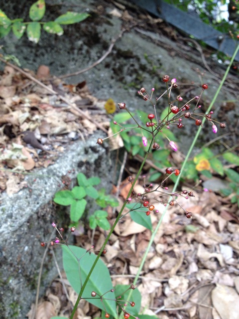 f:id:sprighascome:20141008001238j:plain f:id:sprighascome:20141008001238j:plain
