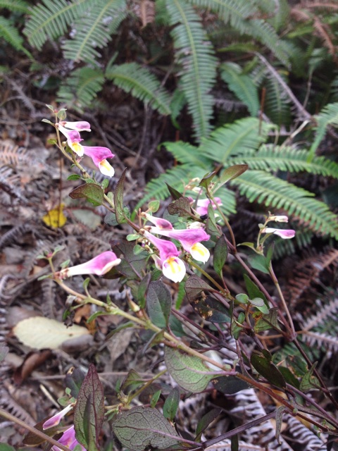 f:id:sprighascome:20141011170454j:plain f:id:sprighascome:20141011170454j:plain