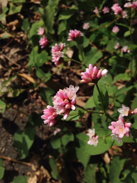 f:id:sprighascome:20141011172029j:plain f:id:sprighascome:20141011172029j:plain