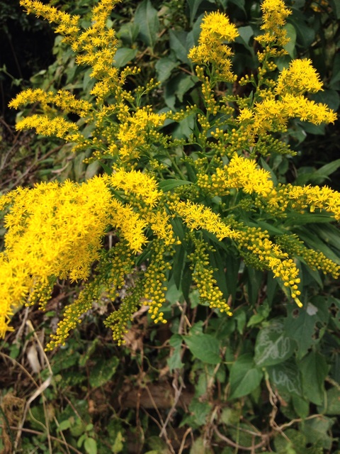 f:id:sprighascome:20141011172943j:plain f:id:sprighascome:20141011172943j:plain