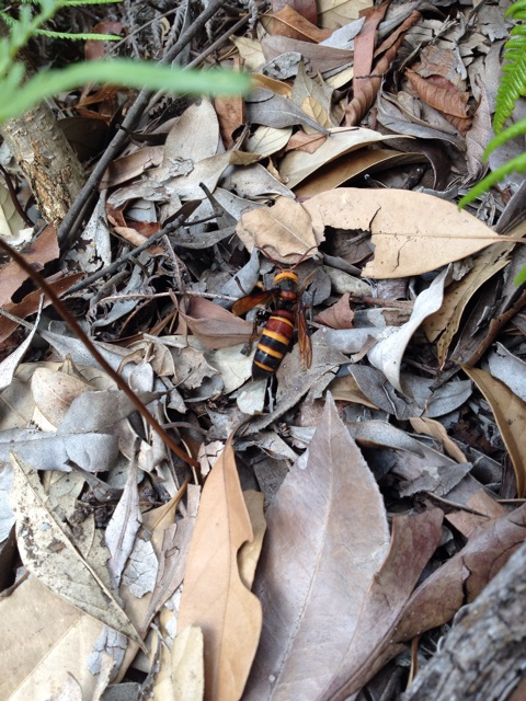 f:id:sprighascome:20141011174211j:plain f:id:sprighascome:20141011174211j:plain