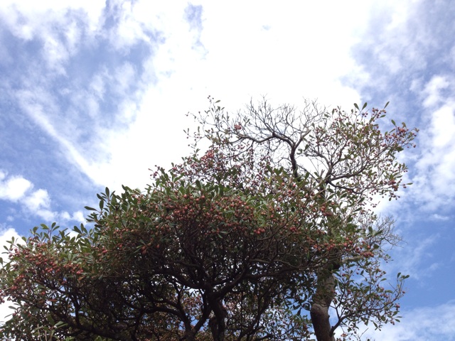 f:id:sprighascome:20141014201401j:plain f:id:sprighascome:20141014201401j:plain