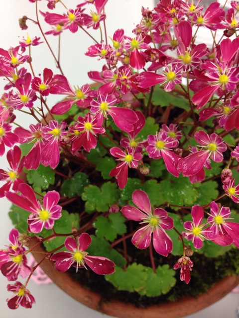 f:id:sprighascome:20141016221110j:plain f:id:sprighascome:20141016221110j:plain