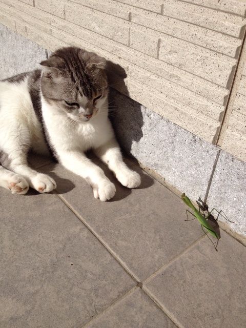 f:id:sprighascome:20141019213255j:plain f:id:sprighascome:20141019213255j:plain