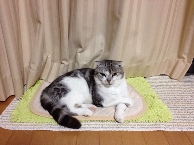 f:id:sprighascome:20141023222715j:plain f:id:sprighascome:20141023222715j:plain