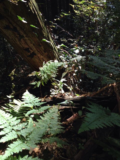 f:id:sprighascome:20141025210830j:plain f:id:sprighascome:20141025210830j:plain