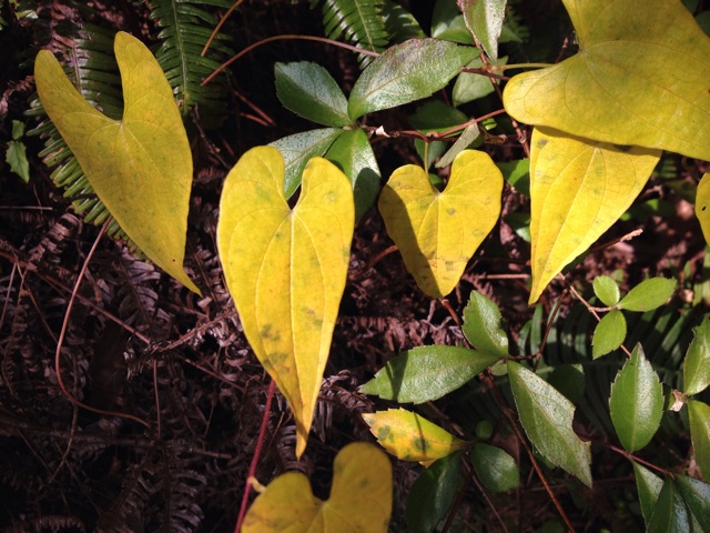f:id:sprighascome:20141025210911j:plain f:id:sprighascome:20141025210911j:plain