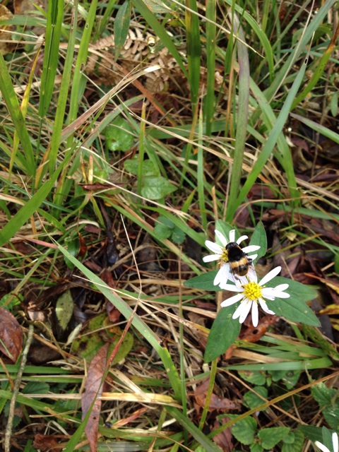 f:id:sprighascome:20141025212224j:plain f:id:sprighascome:20141025212224j:plain