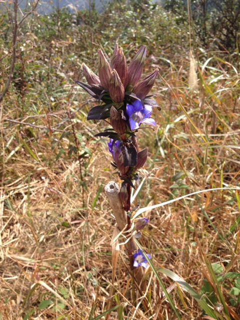 f:id:sprighascome:20141025212749j:plain f:id:sprighascome:20141025212749j:plain
