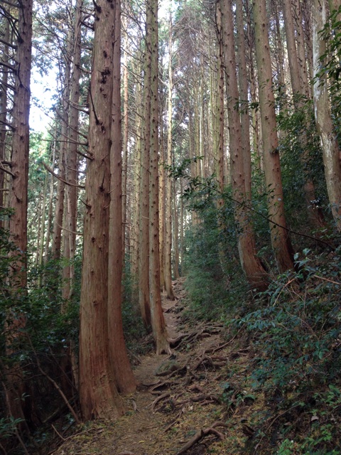 f:id:sprighascome:20141025212943j:plain f:id:sprighascome:20141025212943j:plain