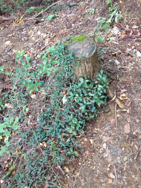 f:id:sprighascome:20141025221832j:plain f:id:sprighascome:20141025221832j:plain