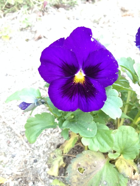 f:id:sprighascome:20141108190406j:plain f:id:sprighascome:20141108190406j:plain