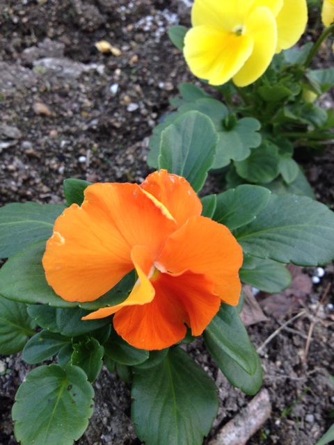 f:id:sprighascome:20141108191206j:plain f:id:sprighascome:20141108191206j:plain