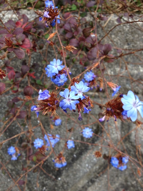 f:id:sprighascome:20141111000349j:plain f:id:sprighascome:20141111000349j:plain