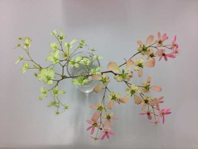 f:id:sprighascome:20141113204838j:plain f:id:sprighascome:20141113204838j:plain