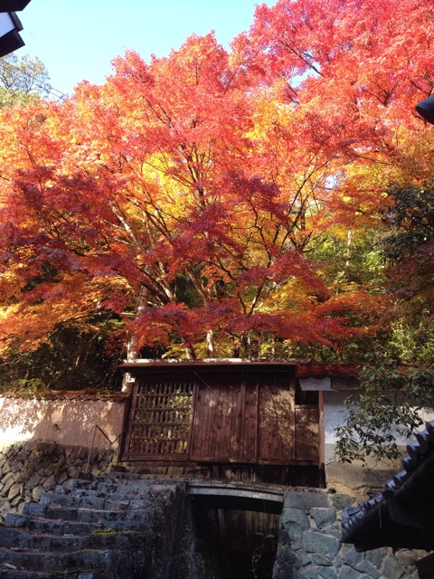 f:id:sprighascome:20141116152751j:plain f:id:sprighascome:20141116152751j:plain