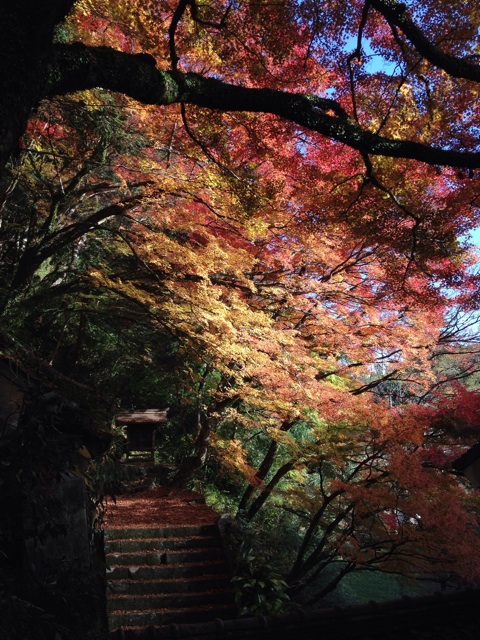 f:id:sprighascome:20141116152814j:plain f:id:sprighascome:20141116152814j:plain