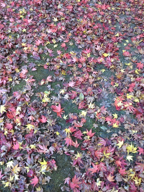 f:id:sprighascome:20141116154003j:plain f:id:sprighascome:20141116154003j:plain
