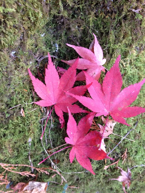 f:id:sprighascome:20141116154319j:plain f:id:sprighascome:20141116154319j:plain