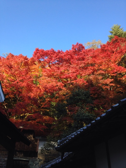 f:id:sprighascome:20141116154416j:plain f:id:sprighascome:20141116154416j:plain