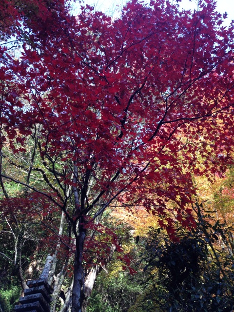 f:id:sprighascome:20141116160344j:plain f:id:sprighascome:20141116160344j:plain