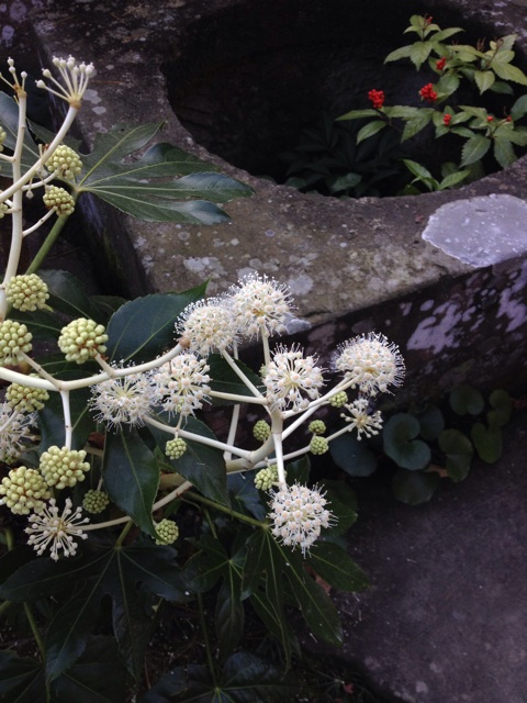 f:id:sprighascome:20141116160432j:plain f:id:sprighascome:20141116160432j:plain