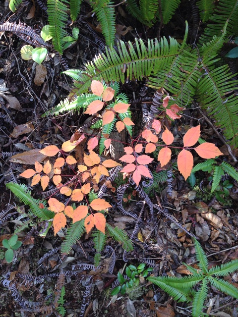 f:id:sprighascome:20141124214210j:plain f:id:sprighascome:20141124214210j:plain