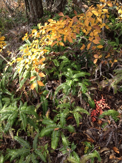 f:id:sprighascome:20141124214252j:plain f:id:sprighascome:20141124214252j:plain