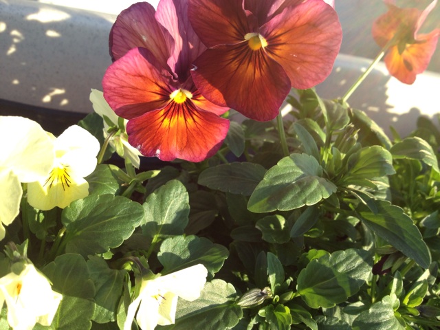 f:id:sprighascome:20141212005450j:plain f:id:sprighascome:20141212005450j:plain