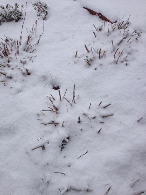 f:id:sprighascome:20150101124757j:plain f:id:sprighascome:20150101124757j:plain