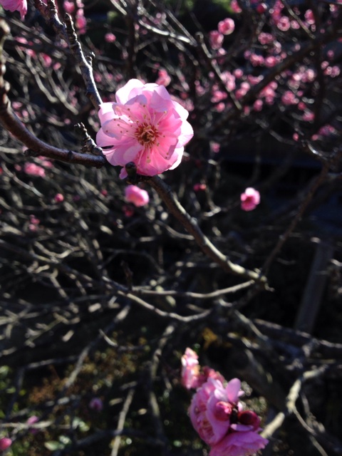 f:id:sprighascome:20150214212934j:plain f:id:sprighascome:20150214212934j:plain