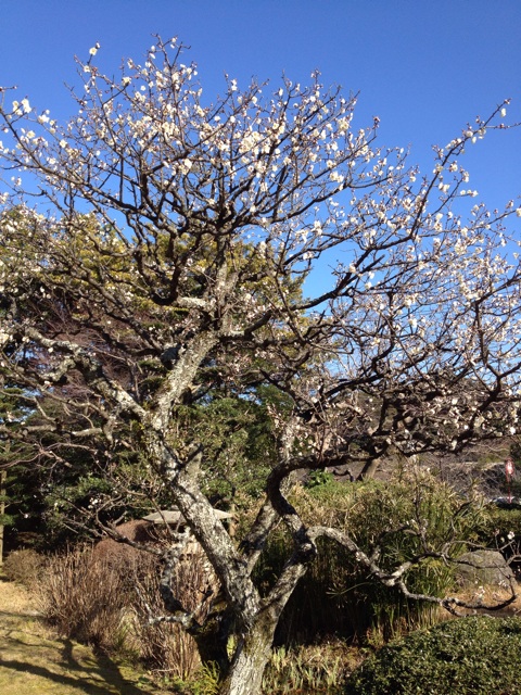 f:id:sprighascome:20150224003801j:plain f:id:sprighascome:20150224003801j:plain