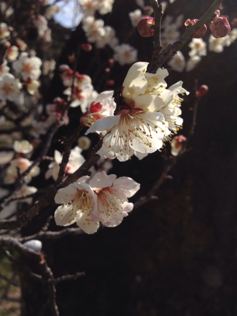 f:id:sprighascome:20150301082600j:plain f:id:sprighascome:20150301082600j:plain