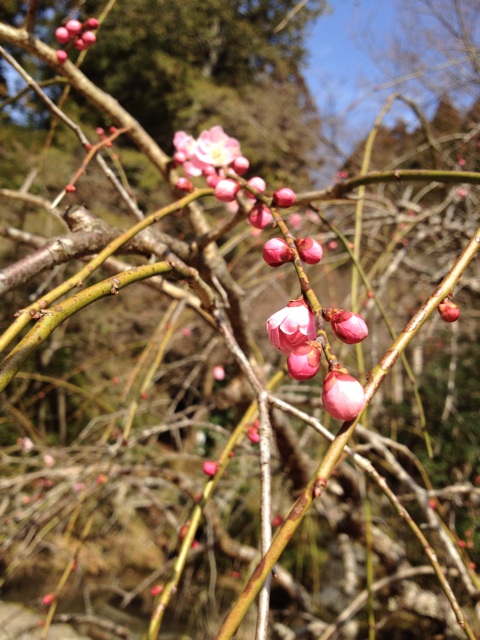 f:id:sprighascome:20150301082708j:plain f:id:sprighascome:20150301082708j:plain