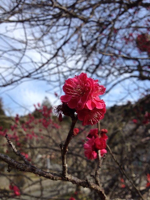 f:id:sprighascome:20150301082737j:plain f:id:sprighascome:20150301082737j:plain